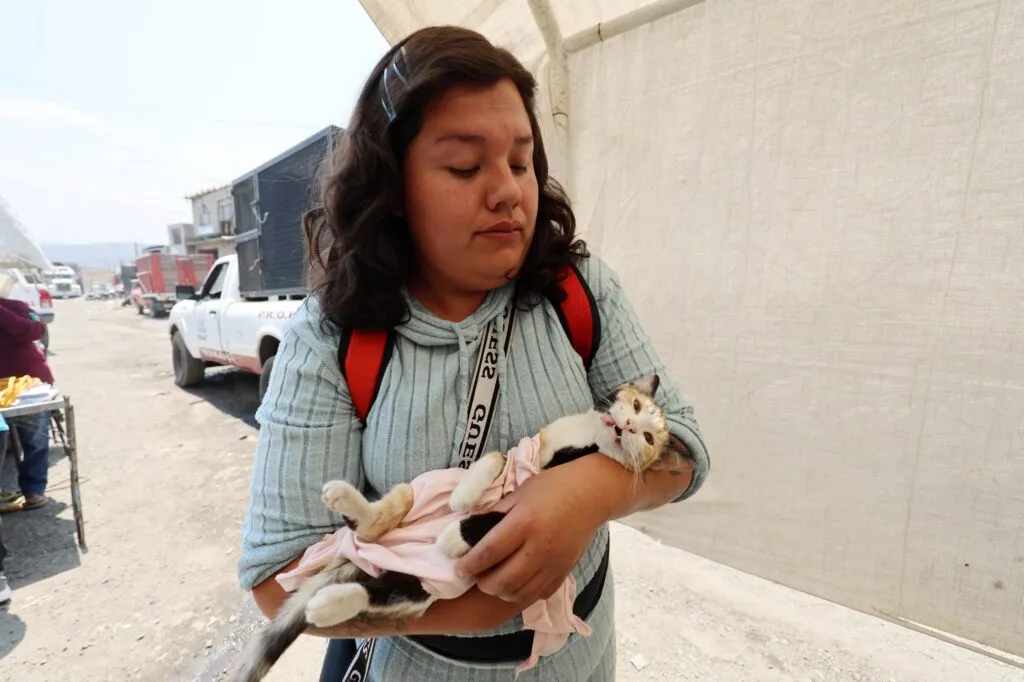 Alianza por los que no tienen voz: Chimalhuacán y La Paz esterilizan a animales en situación de calle