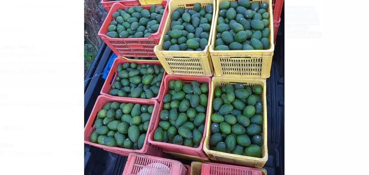 Mexiquenses buscan exportar aguacate a Dubai