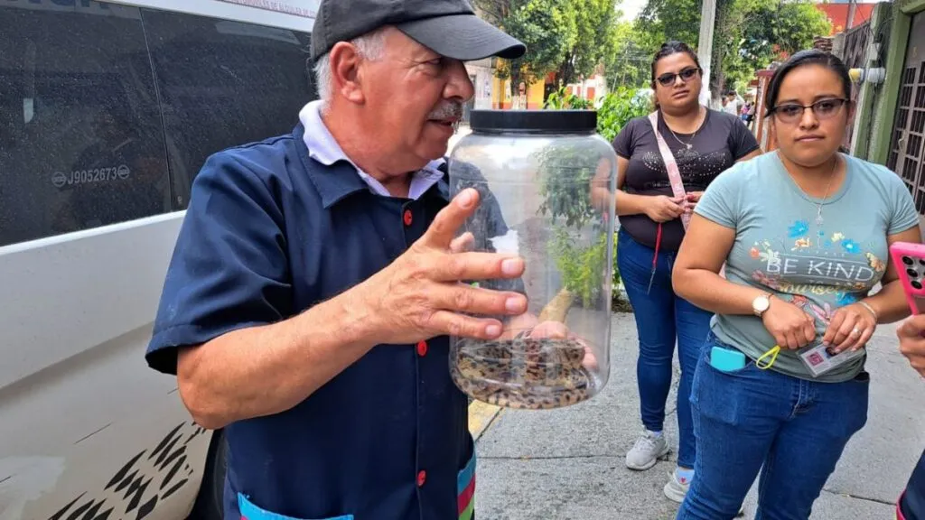 Serpiente cincuate fue arrastrada por las lluvias a calles de Ecatepec