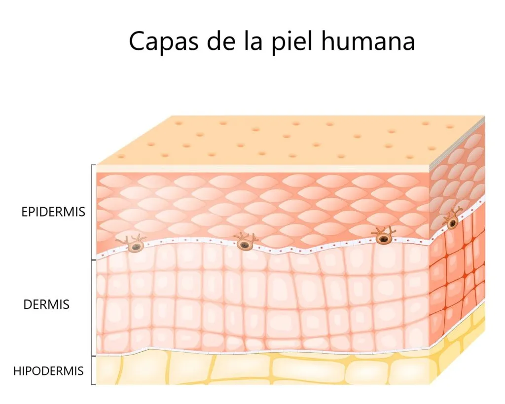 ¿Qué pasa cuando te tatúas? | Te decimos las reacciones, cicatrización y cuidados