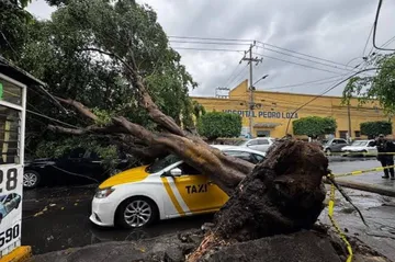 Advierten crisis ecológica en Tlalnepantla por tala en Sierra de Guadalupe y cambios de uso de suelo