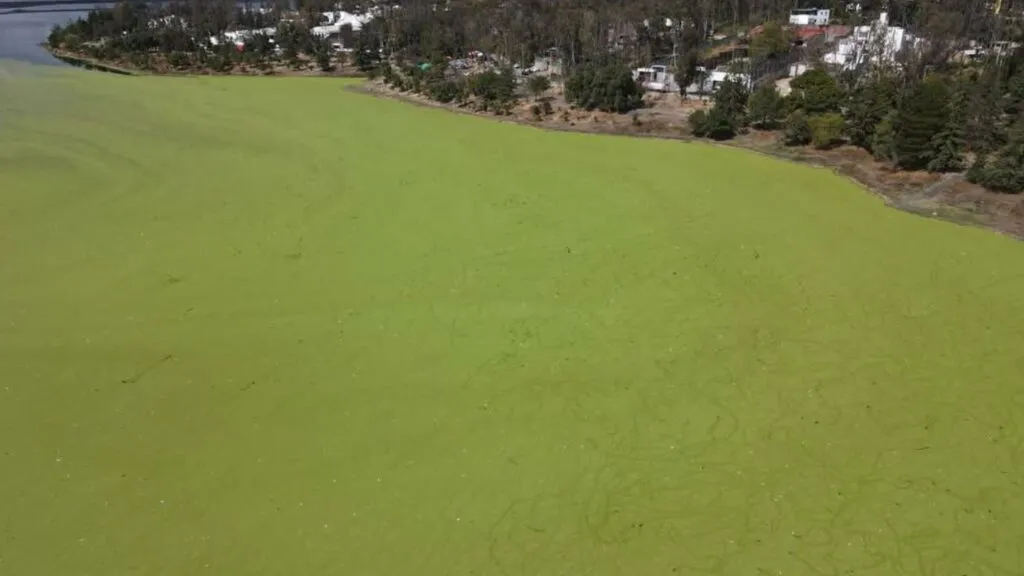 Lentejilla invade la Presa Lago de Guadalupe en Cuautitlán Izcalli