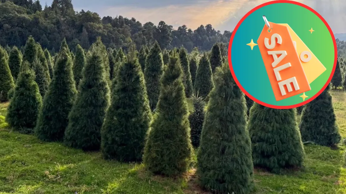 Comercializarán 80 mil árboles de navidad en los volcanes