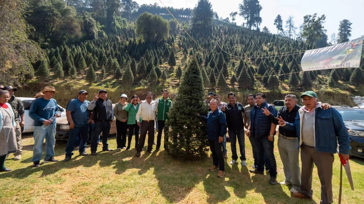 PVEM impulsa comercio local de árboles de Navidad