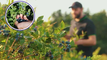 Berries mexicanas ganan terreno internacional con impulso de empresario potosino