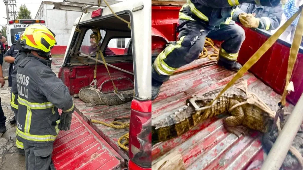 Cocodrilo aparece en calles de Cuautitlán Izcalli; autoridades lo aseguran