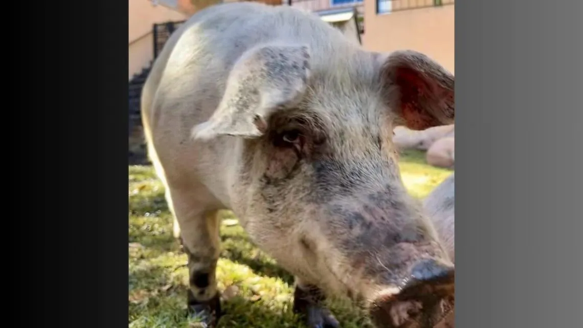 Edomex: se hacen pasar por protectores de animales para robar cerdos