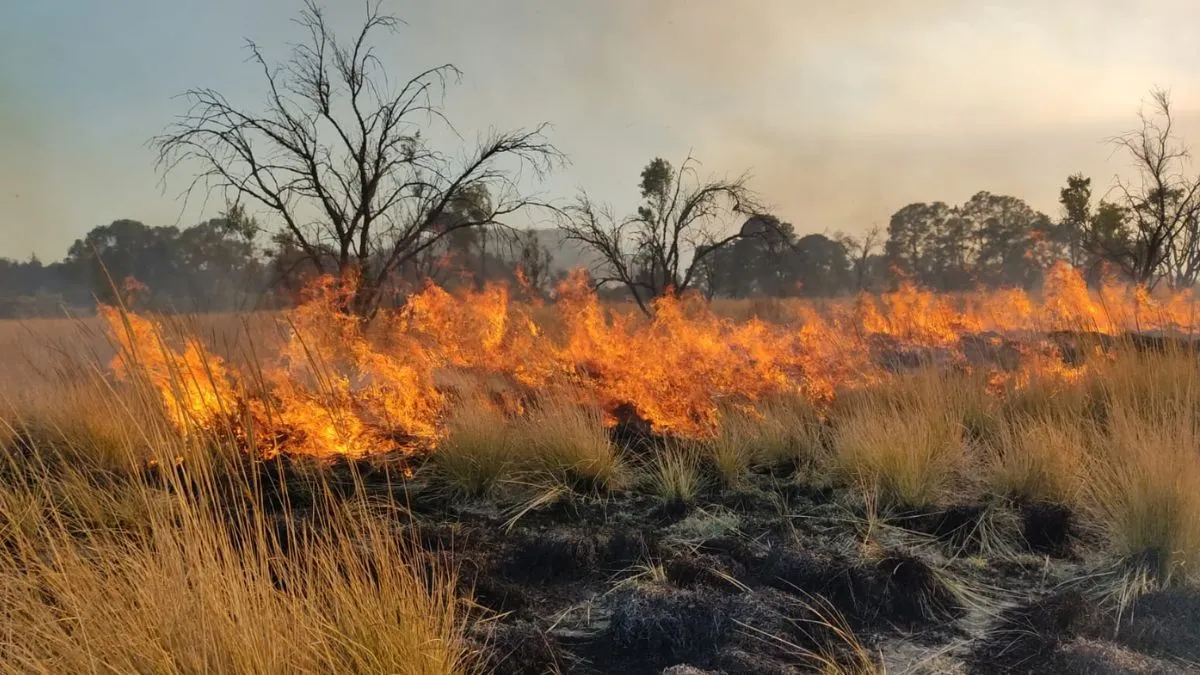 Incendios forestales en Toluca provocan pérdida de flora y fauna endémica