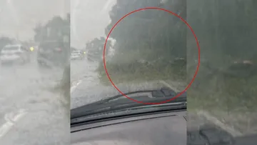Árbol caído en la Toluca-Tenango complica la circulación