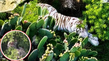 Tigre pasó año y medio bajo resguardo antes de escapar en Tepetlaoxtoc
