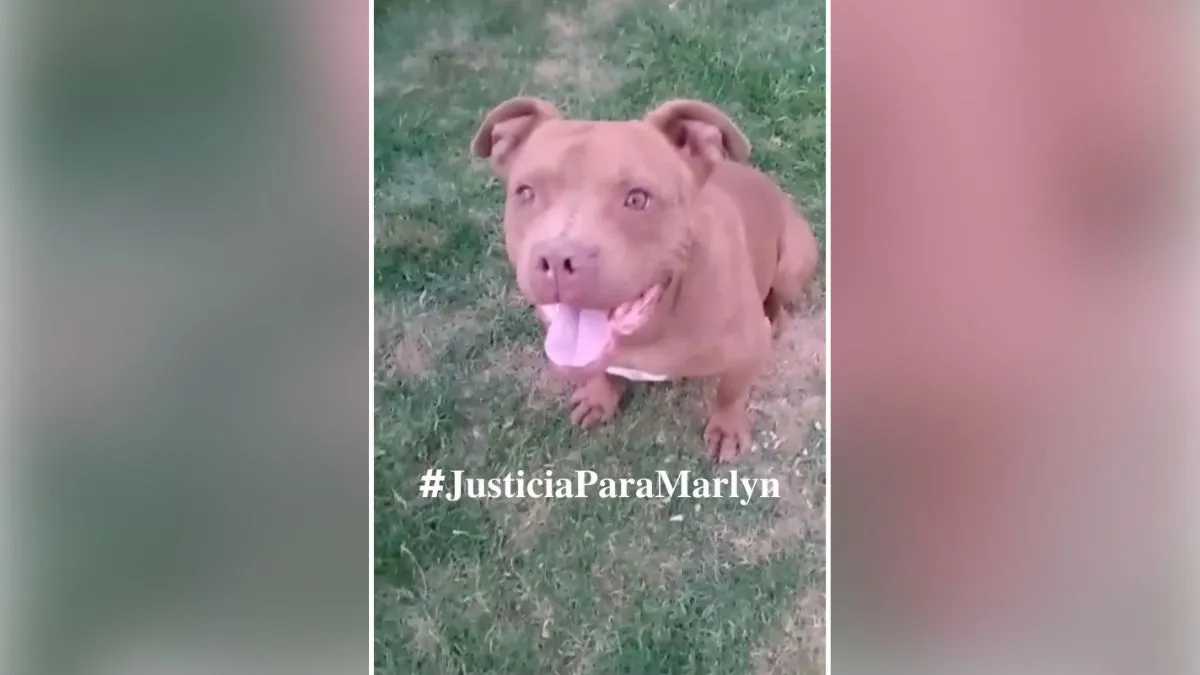 Exigen justicia por “Marlyn”, un pitbull apuñalado por supuesto militar en Teotihuacán