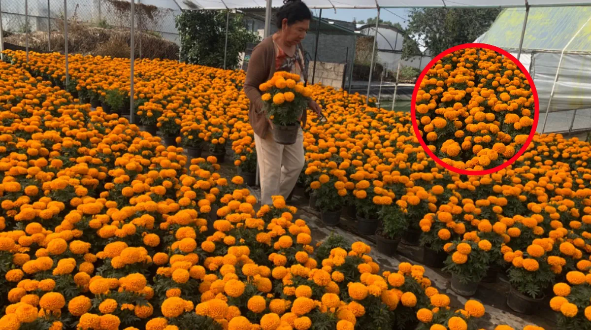 Lluvias favorecen una buena cosecha de cempasúchil en Texcoco