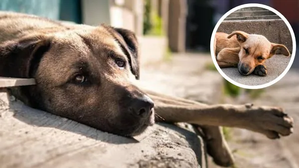 Asociaciones aseguran que regalar mascotas en Navidad multiplica su abandono