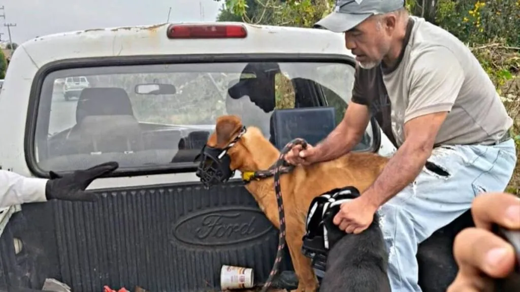 Ixtapaluca: Realizan operativo para rescatar a perros de la calle