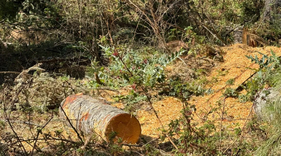 Buscan reconciliación agraria y atribuciones en seguridad contra tala clandestina