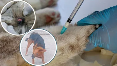 NIEGAN ENVENENAMIENTO MASIVO DE PERROS Y REDADAS EN CHIMALHUACÁN