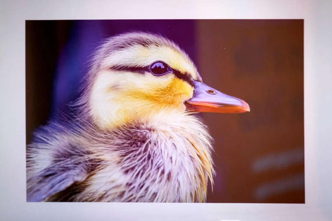 Alebrije monumental que participó en desfile de CDMX se presenta en Toluca