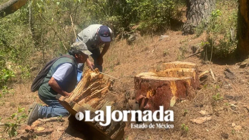 Estudio indica irregularidades en saneamiento forestal en bosque de Chalco