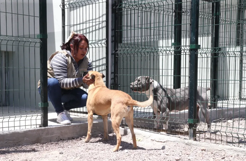 Maltrato animal en Edomex alcanza hasta 35 mil pesos de multa y cárcel