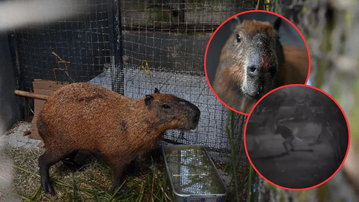 [VIDEO] Ataque a capibara en Brasil deja a ocho personas detenidas