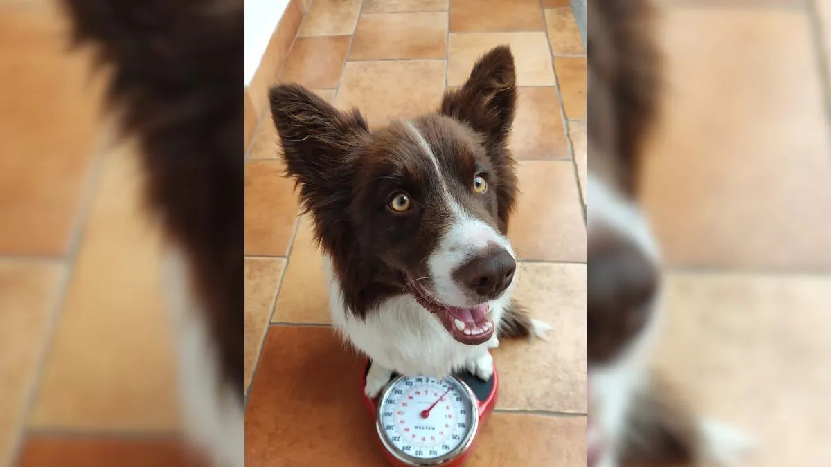 Alergias por mascotas, así puedes detectarla