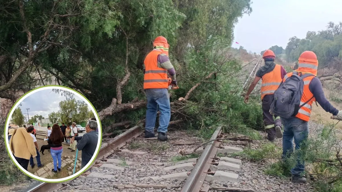 Comunidades denuncian tala de más de 600 árboles por obra del tren AIFA-Pachuca