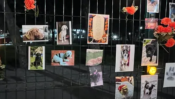 Toluca instala Gran Ofrenda para recordar a mascotas fallecidas