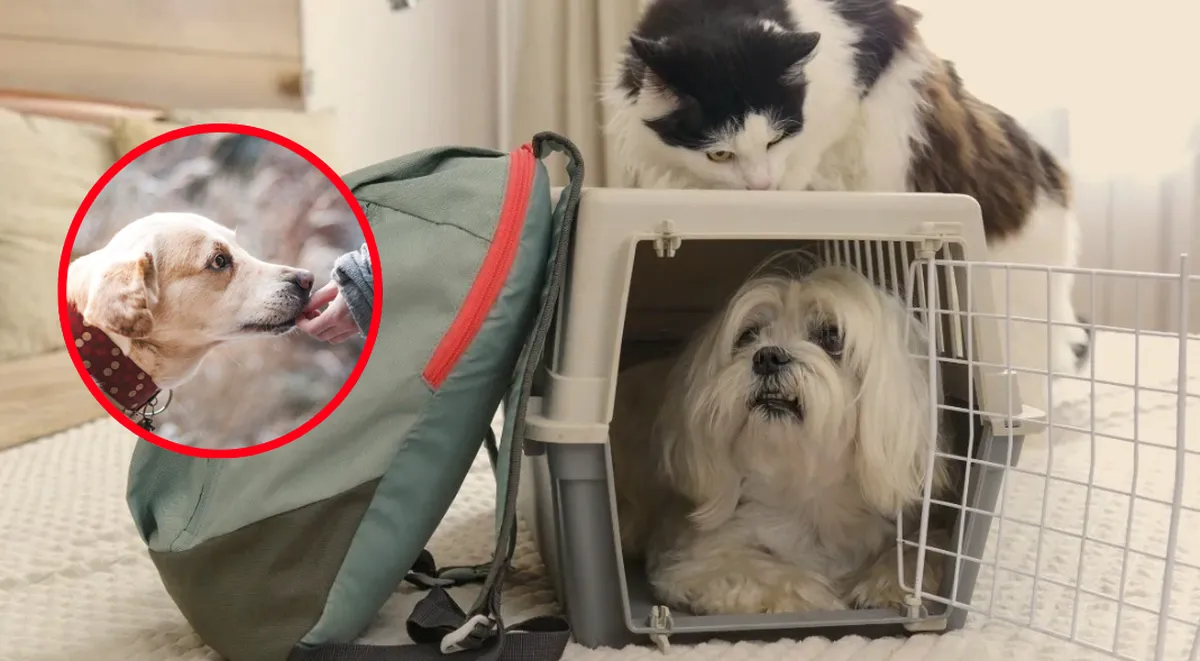 ¿Cómo armar una mochila de emergencia para tu mascota ante un sismo?