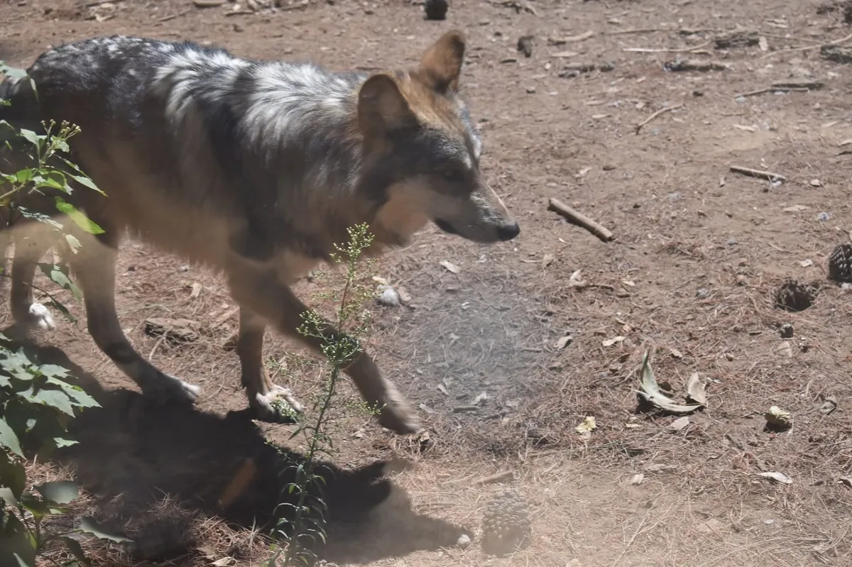 Lobo gris mexicano viajará de Edomex a E.U. para su conservación