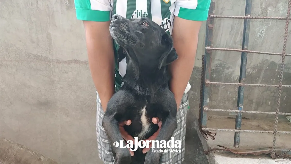 Construyen primer Centro de Control y Bienestar Animal en Ixtapaluca