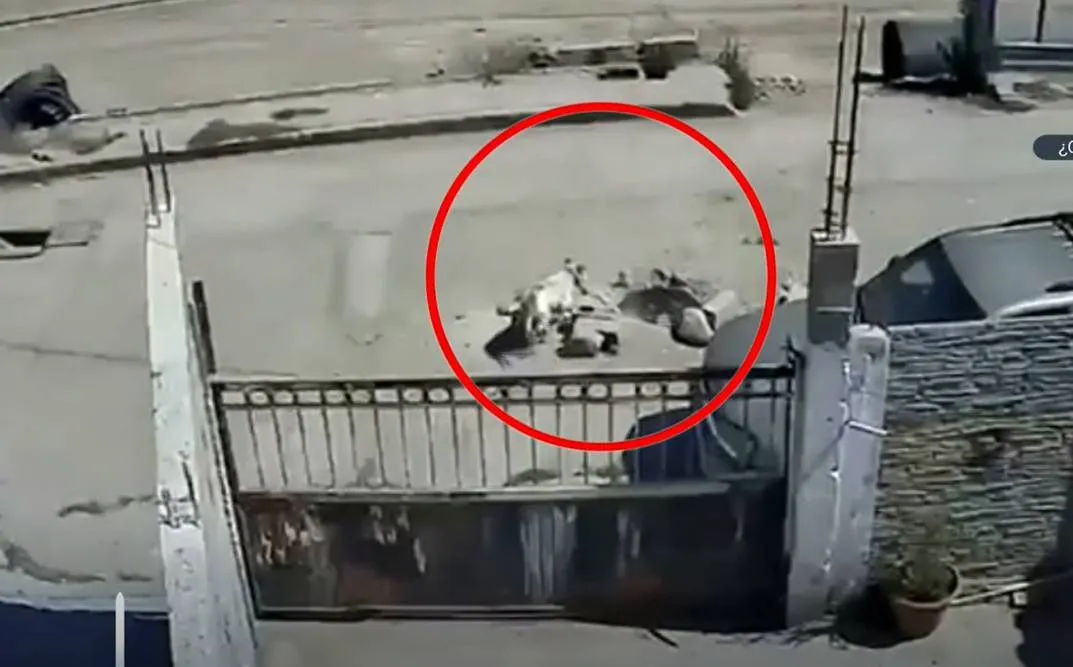 Hombre pasea a su perro y cae en socavón