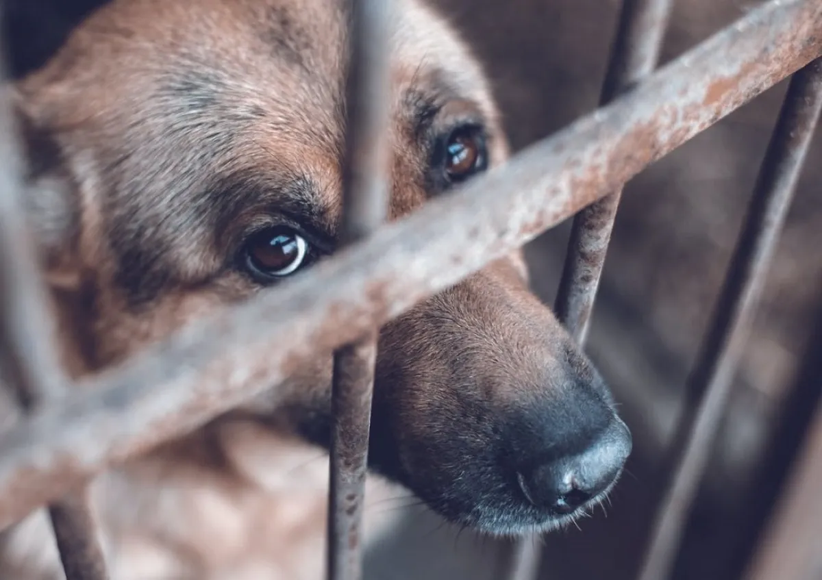 ¿Qué hacer ante un hecho de violencia contra mascotas?