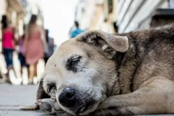 Rescatan 377 animales en situación de calle en Edomex
