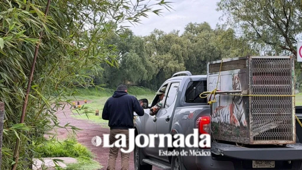 Trasladan a “Kenzo” a Reino Animal tras su captura en Tepetlaoxtoc