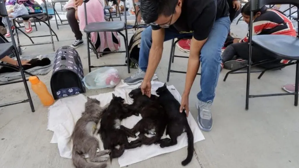 Protectoras llaman a “apadrinar” esterilizaciones para frenar sobrepoblación de perros y gatos en Edomex