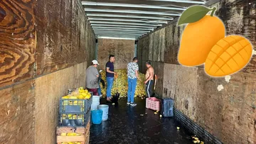 Regalan en Otumba 17 toneladas de mango rechazadas por Jumex