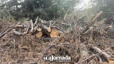 Tala ilegal en el Estado de México