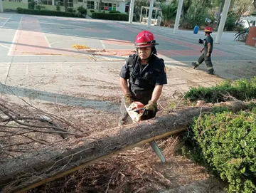 Bomberos de Tlalnepantla retiraron una rama de 7 metros de un pino estaba a punto de desplomarse cerca de una escuela.