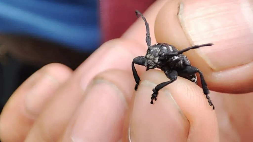 Plaga devasta plantíos de maguey en Ixtapaluca