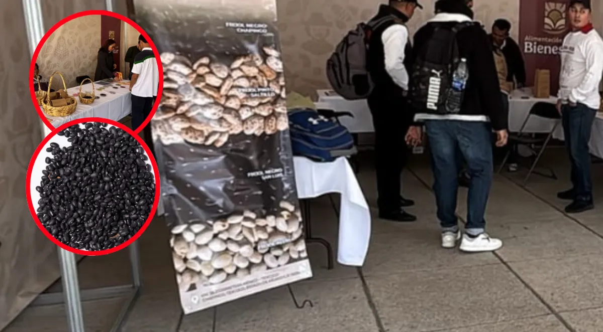 Frijol Negro Chapingo: la semilla mexicana que promete mayor rendimiento y resistencia