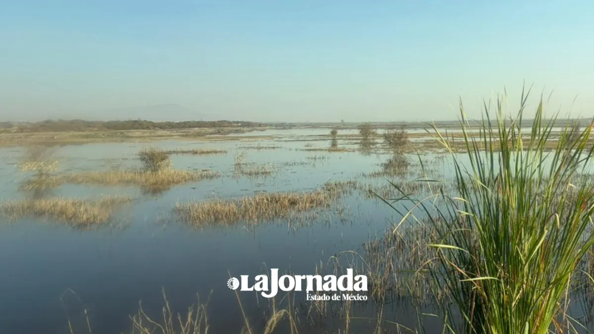 Ecatepec crea humedal en “El Caracol” para recargar la cuenca del Valle de México