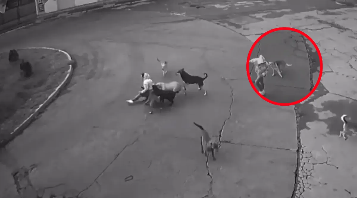 Mujer atacada por jauría de perros en Ixtapaluca es revictimizada