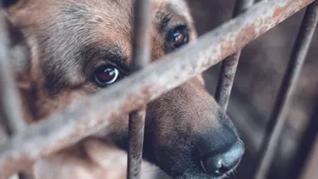 Maltrato animal y abandono de perros prevalece en Ixtapaluca; aseguran autoridades