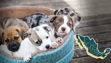 INEGI revela que en el 58 por ciento de los hogares mexicanos vive un perro