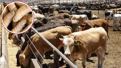 UGRSEM confirma 4 casos de gusano barrenador en Edomex