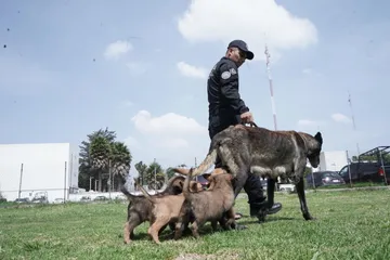 Cachorros rescatados en Lerma podrían integrarse a la Unidad K9 del Edomex