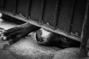 Crueldad animal en Edomex: Bajan descuidos pero repuntan casos de violencia extrema
