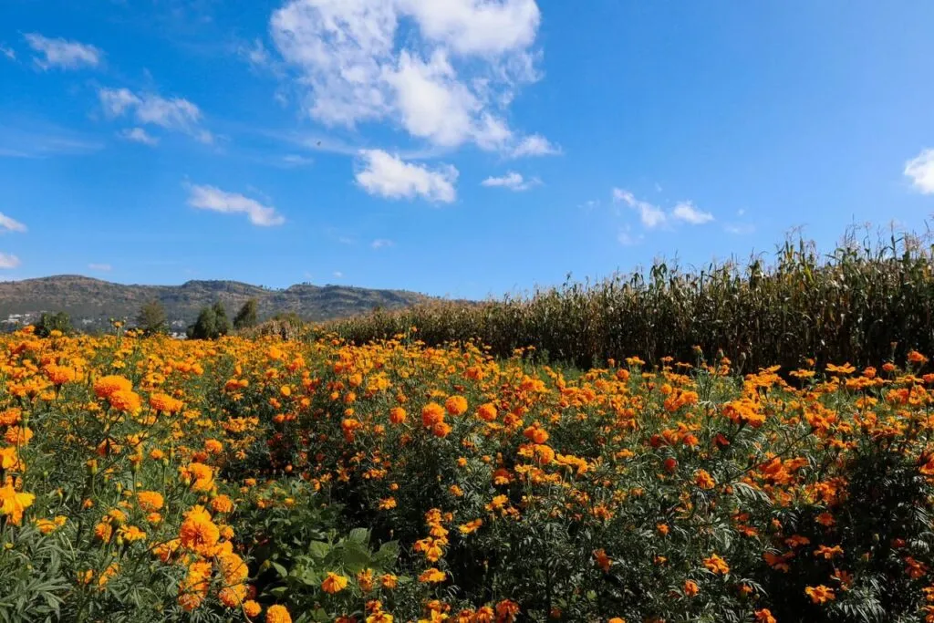 El Gobierno de Texcoco impulsa rutas para que productores comercialicen la Flor de cepasúchil