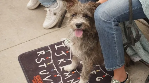 Protectoras llaman a “apadrinar” esterilizaciones para frenar sobrepoblación de perros y gatos en Edomex