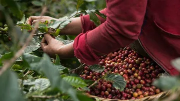 Café, producto con potencial internacional para el Estado de México